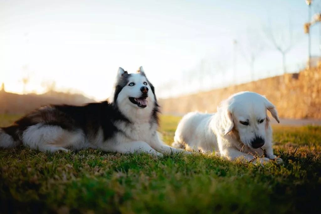 Dois cães no parque