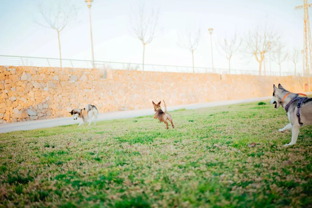 Cães a brincar no parque