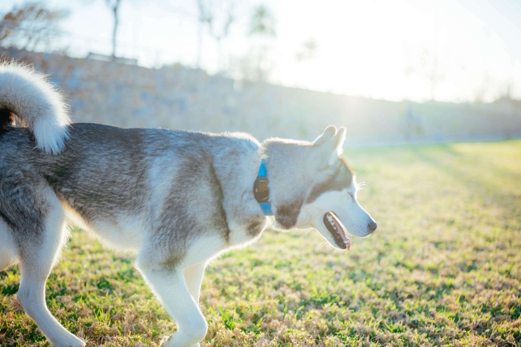 Um cão pode fugir