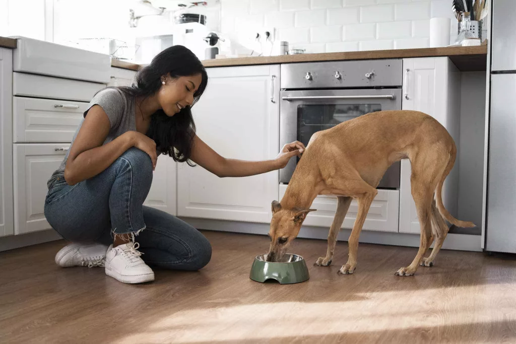 Cão a comer com o seu humano