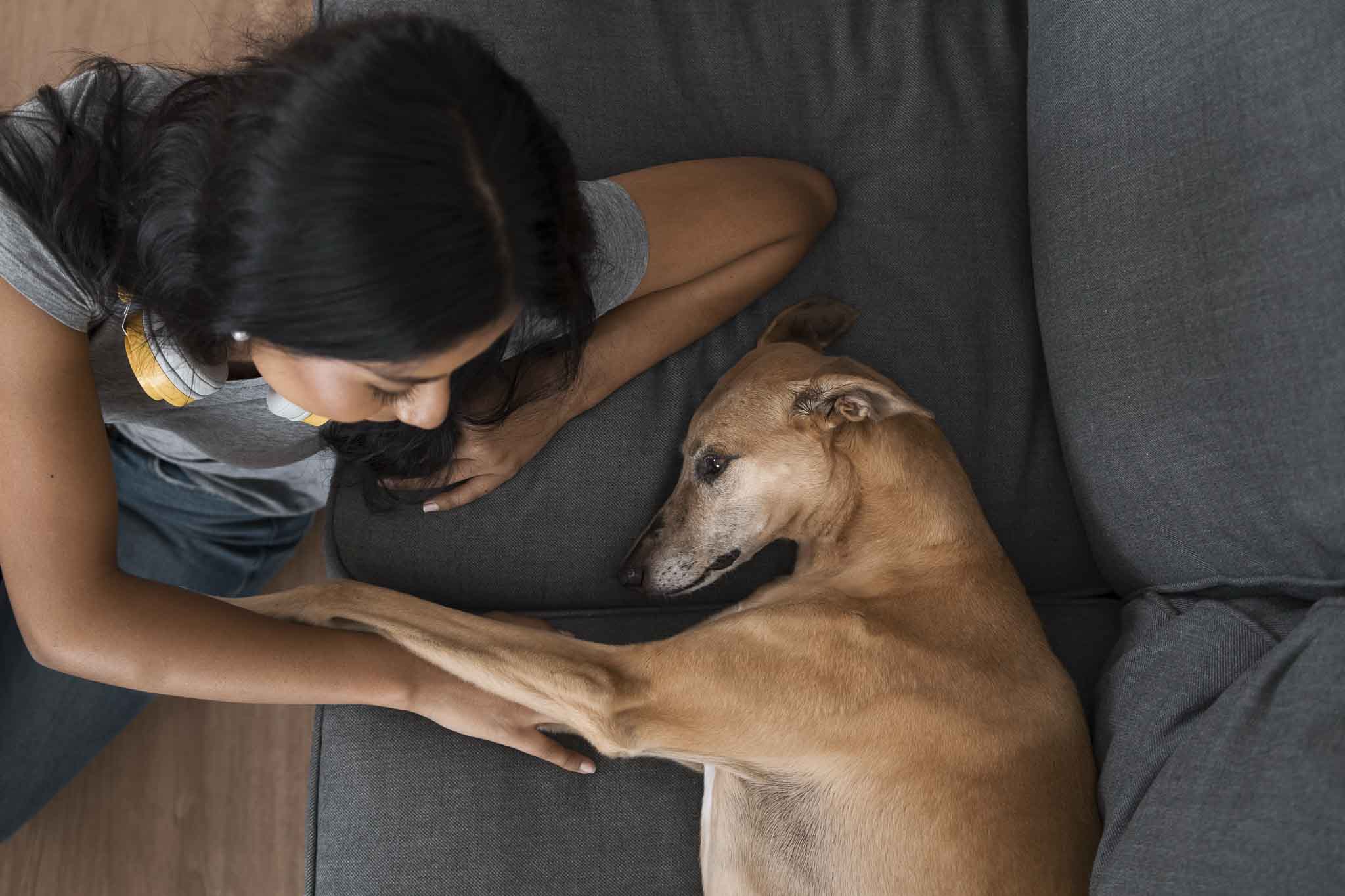 Preparar o seu cão para o regresso das férias