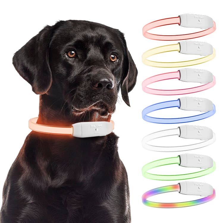 PAJ LIGHT branco: LED Coleira para cães PAJ GPS