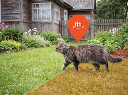 Gato castanho com o Pet Finder 4G Mini a andar pelo relvado