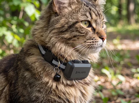 Gato castanho com o PAJ Pet Finder Mini a olhar calmamente
