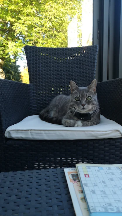 Um gato sentado numa cadeira com o rastreador para gatos da PAJ GPS na coleira